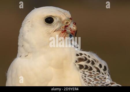 Gyrfalcon en cours d'entraînement pour la fauconnerie Banque D'Images