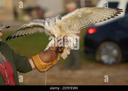 Gyrfalcon en cours d'entraînement pour la fauconnerie Banque D'Images