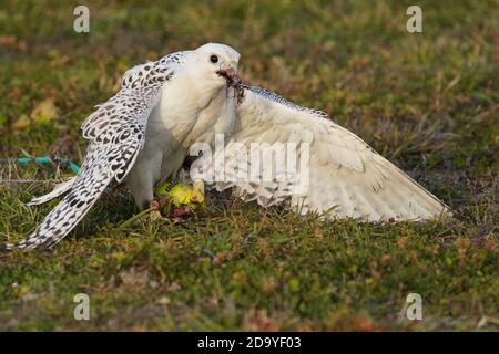 Gyrfalcon en cours d'entraînement pour la fauconnerie Banque D'Images