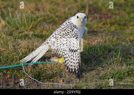 Gyrfalcon en cours d'entraînement pour la fauconnerie Banque D'Images