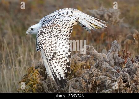 Gyrfalcon en cours d'entraînement pour la fauconnerie Banque D'Images