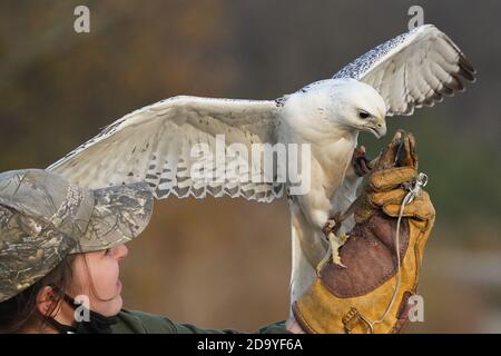 Gyrfalcon en cours d'entraînement pour la fauconnerie Banque D'Images