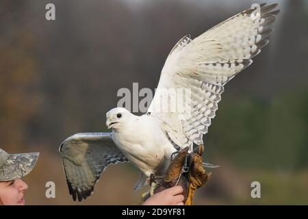 Gyrfalcon en cours d'entraînement pour la fauconnerie Banque D'Images