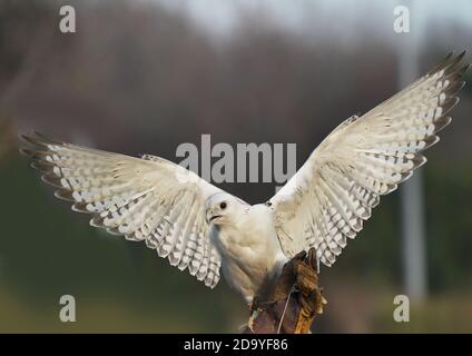 Gyrfalcon en cours d'entraînement pour la fauconnerie Banque D'Images