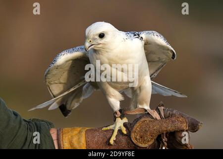 Gyrfalcon en cours d'entraînement pour la fauconnerie Banque D'Images