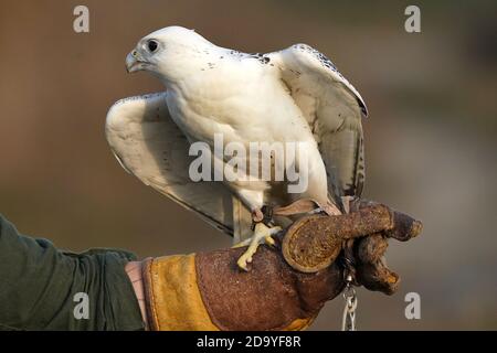 Gyrfalcon en cours d'entraînement pour la fauconnerie Banque D'Images