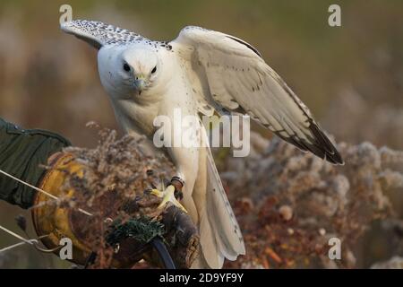 Gyrfalcon en cours d'entraînement pour la fauconnerie Banque D'Images