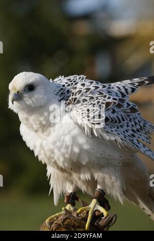 Gyrfalcon en cours d'entraînement pour la fauconnerie Banque D'Images