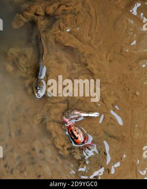 Changle, province chinoise du Fujian. 8 novembre 2020. Un mudskipper (L) et un crabe de violon se battent sur un plat de boue dans la zone humide de l'estuaire de la rivière Minjiang à Fuzhou, dans la province de Fujian, au sud-est de la Chine, le 8 novembre 2020. Le milieu humide de l'estuaire est une zone de concentration importante pour les oiseaux migrateurs et un habitat pour les oiseaux d'eau, y compris les espèces rares. Credit: Wei Peiquan/Xinhua/Alay Live News Banque D'Images