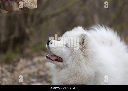 Samoyed - Samoyed magnifique race chien blanc de Sibérie. Chiot de quatre mois en marche. Banque D'Images