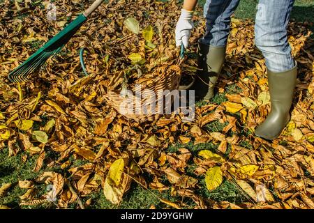 Personne rassant les feuilles tombées dans le jardin.fille tenant un râteau et nettoyant la pelouse des feuilles pendant la saison d'automne.fille debout avec râteau. Automne Banque D'Images