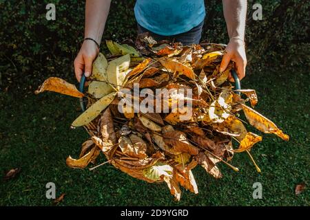 Fille tenant le panier rempli de feuilles mortes. Nettoyage de la pelouse des feuilles pendant la saison d'automne.travaux automnaux dans le jardin.travaux ménagers saisonniers d'automne. Jardinage Banque D'Images