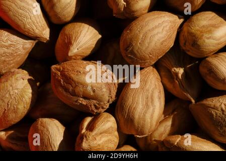 Gros plan macro des noisettes sans coque sur un tas Banque D'Images