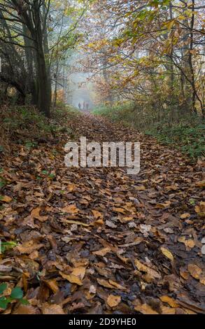 Les gens qui marchent sur une chaussée à travers un bois typique dans la forêt de Sherwood d'arbres à feuilles caduques. Banque D'Images