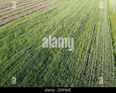 Vue sur les terres agricoles. Champ de blé par jour ensoleillé. Banque D'Images