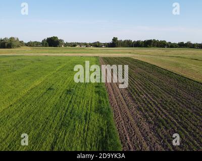 Jardin de pommes de terre près du champ d'avoine, vue aérienne. Paysage agricole. Banque D'Images