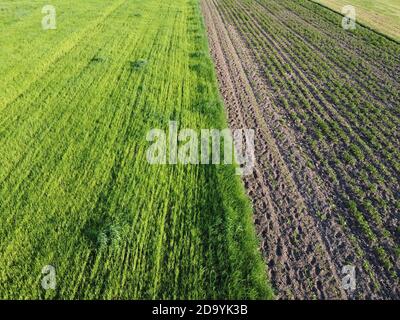 Jardin de pommes de terre près du champ d'avoine, vue aérienne. Paysage agricole. Banque D'Images