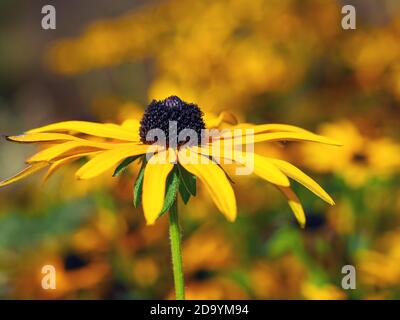 Gros plan sur une fleur de coléon jaune de Rudbeckia ou à yeux noirs susan au soleil dans un jardin Banque D'Images