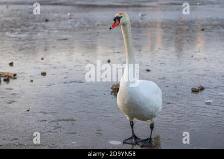 Big Swan - Cygnus color debout sur la glace sur l'eau gelée. Portrait gros plan. Banque D'Images