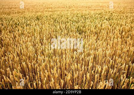 Temps pour le grain de récolte. Croissance du blé. Banque D'Images
