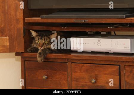 Tabby Cat dans l'armoire TV Banque D'Images