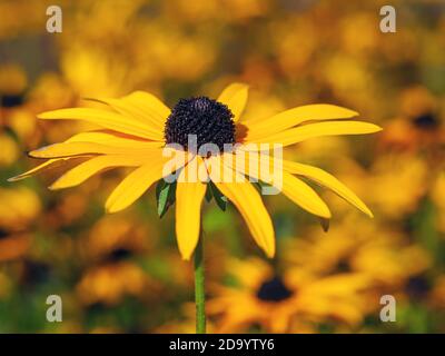 Gros plan sur une fleur de coléon jaune de Rudbeckia ou à yeux noirs susan au soleil dans un jardin Banque D'Images