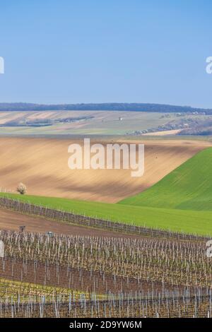 Vignoble de printemps près de Velke Bilovice, Moravie du Sud Banque D'Images