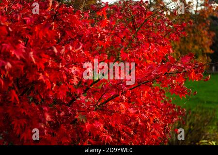 Osakazuki (érable japonais ou Acer Palmatum) à Alexandra Park, Hastings, en automne Banque D'Images