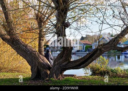 Une femme qui utilise un téléphone portable tout en étant assise contre un saule près de la Tamise à Shepperton sur un Jour d'automne ensoleillé, Surrey, Angleterre, Royaume-Uni Banque D'Images