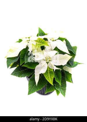 Plante de poinsettia blanche isolée sur fond blanc Banque D'Images