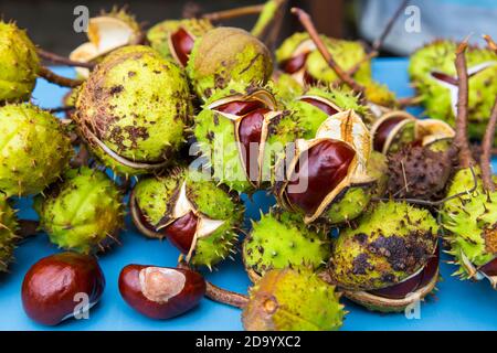 Collection de conkers Banque D'Images