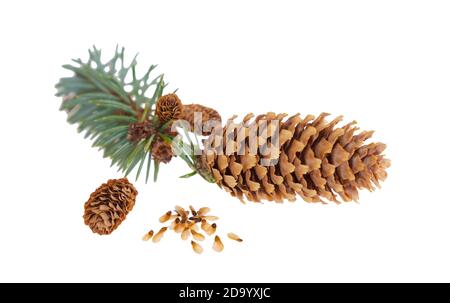 Plusieurs cônes, graines et branche d'un arbre de Noël d'épinette bleue sur un fond blanc isolé. Photo de haute qualité Banque D'Images