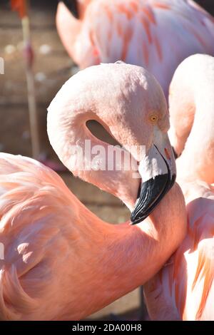 Magnifique gros plan sur la tête d'un flamant rose. Banque D'Images