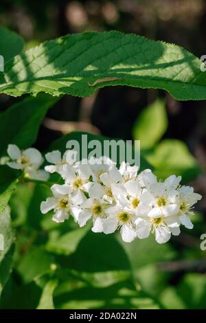 Vue verticale sur la fleur de cerisier d'oiseau et les feuilles vertes. Prunus pavus, connu sous le nom d'arbre de baie, de baie de baie ou de Mayday Banque D'Images