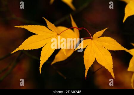 Acer laisse en couleur d'automne avec un arrière-plan rouge Banque D'Images