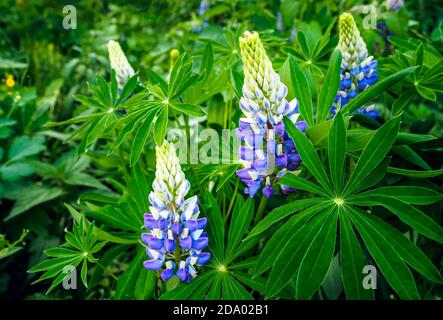 Fleurs lilas de Lupinus Polyphyllus avec feuilles vertes, foyer sélectif. Banque D'Images