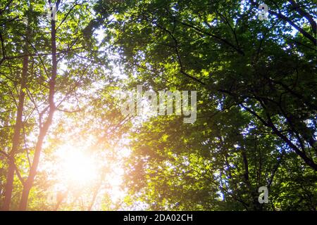 Le soleil brille à travers le feuillage vert des arbres dans la forêt sur jour d'été Banque D'Images