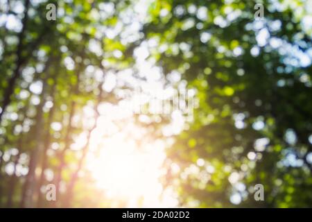 Le fond flou du soleil brille à travers le feuillage vert des arbres en forêt le jour d'été Banque D'Images