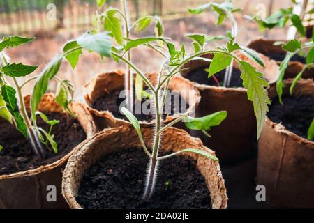 Germe de tomate en pot de tourbe, semis de printemps sur le rebord de la fenêtre, foyer sélectif Banque D'Images