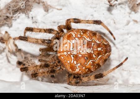 Vue rapprochée, araignée de jardin européenne, Araneus diadematus, sur un mur blanc Banque D'Images