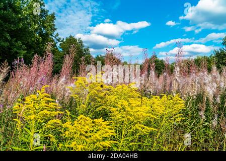 Fleurs jaunes de verge dorée et tiges moelleuses de saule - thé . Banque D'Images