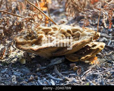 Trametes versicolor, champignons de la queue de dinde croissant sur une zone de terre qui était une forêt mais qui a été défriché, Norfolk, Royaume-Uni Banque D'Images