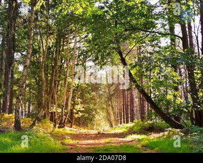 Soleil sur une piste à travers la forêt de Thetford, Norfolk, Royaume-Uni Banque D'Images