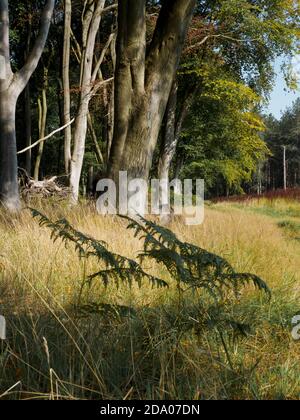 Hêtre, Thetford Forest, Norfolk, Royaume-Uni Banque D'Images