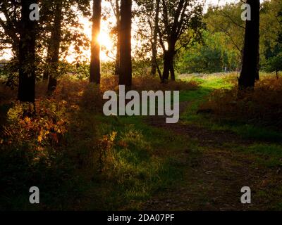 Sentier au coucher du soleil dans la forêt de Thetford, Norfolk, Royaume-Uni Banque D'Images