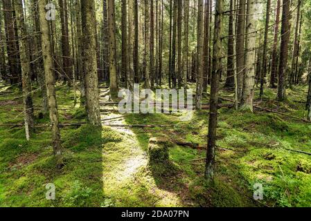 Forêt dense avec troncs d'épinette et mousse verte . Région de Leningrad Banque D'Images