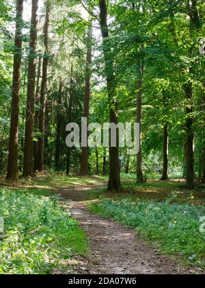 Sentier dans la forêt de Thetford, Norfolk, Royaume-Uni Banque D'Images