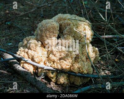 Sparassis crispa, champignon du chou-fleur, Norfolk, Royaume-Uni Banque D'Images