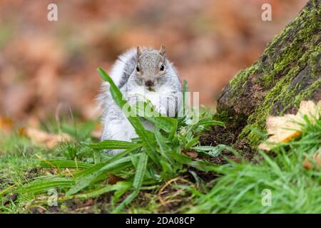 Écureuil gris sciurus carolinensis manger des feuilles vertes - plante de plantain de l'armoise - Écosse, Royaume-Uni Banque D'Images