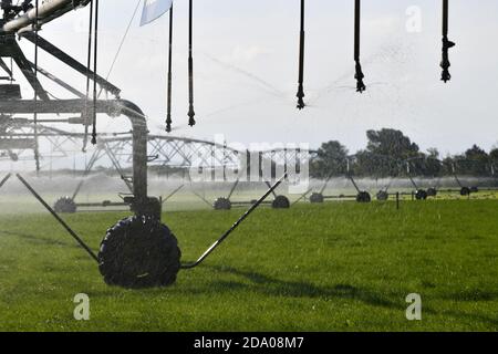 Irrigation saupoudrer eau pâturage laitier à Canterbury, en Nouvelle-Zélande, où l'approvisionnement en eau est devenu une question controversée Banque D'Images